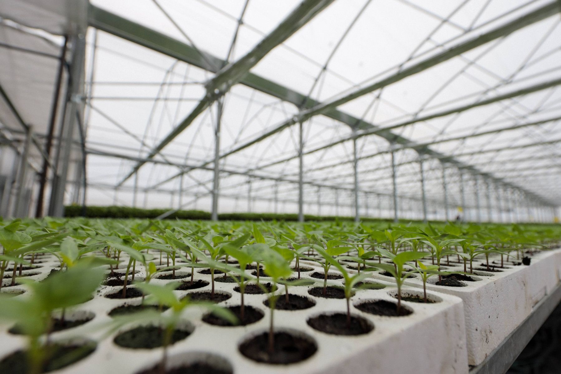 Modernizing vegetable seedling nurseries to empower farmers in Kosovo